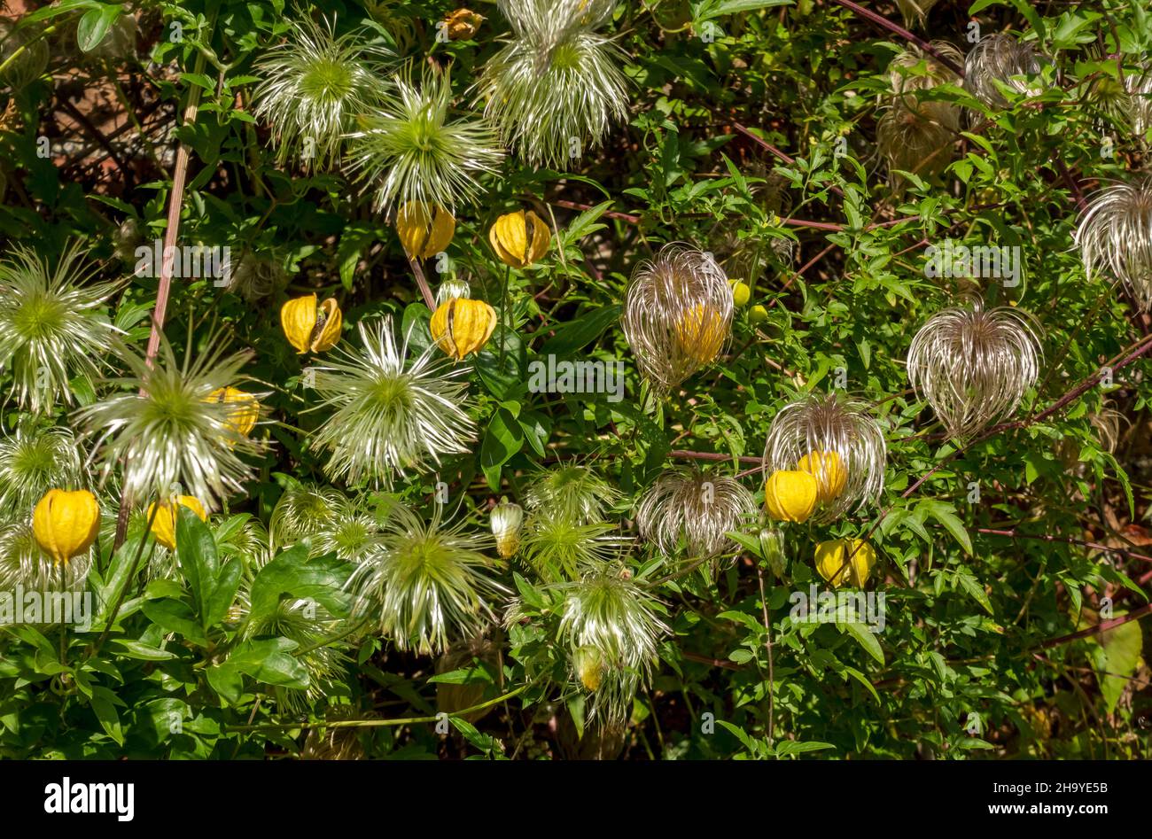 Nahaufnahme von gelben Clematis tangutica-Blüten und Saatköpfen, die im Sommer an einer Wand im Garten wachsen England Großbritannien Stockfoto