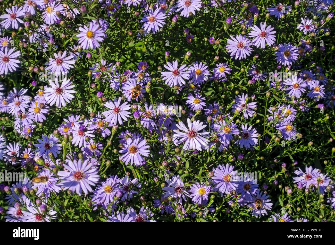 Nahaufnahme der lila Aster Blume Blumen blühende michaelmas Gänseblümchen wächst im Garten im Herbst England UK Vereinigtes Königreich GB Großbritannien Stockfoto