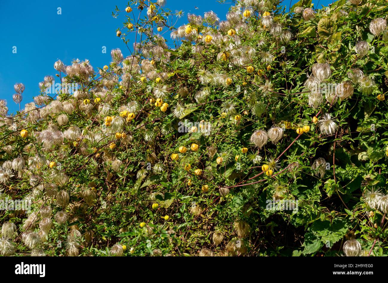 Gelbe Clematis tangutica Blumen und Sämeköpfe blühen an einer Wand im Garten im Sommer England Vereinigtes Königreich Großbritannien Stockfoto