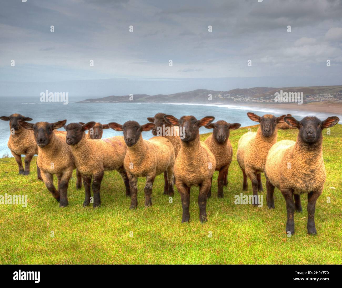 Black Face Schafe suffolk Rasse Devon Küste mit Blick auf die Kamera Stockfoto