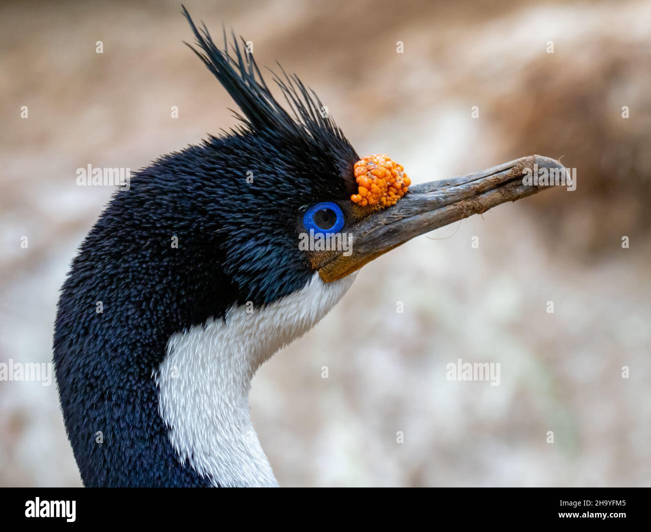 Imperial Cormorant, Leucocarbo atriceps, brütet auf New Island, Falkland Islands Stockfoto