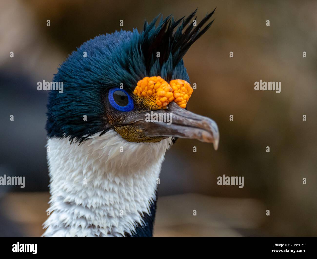Imperial Cormorant, Leucocarbo atriceps, brütet auf New Island, Falkland Islands Stockfoto