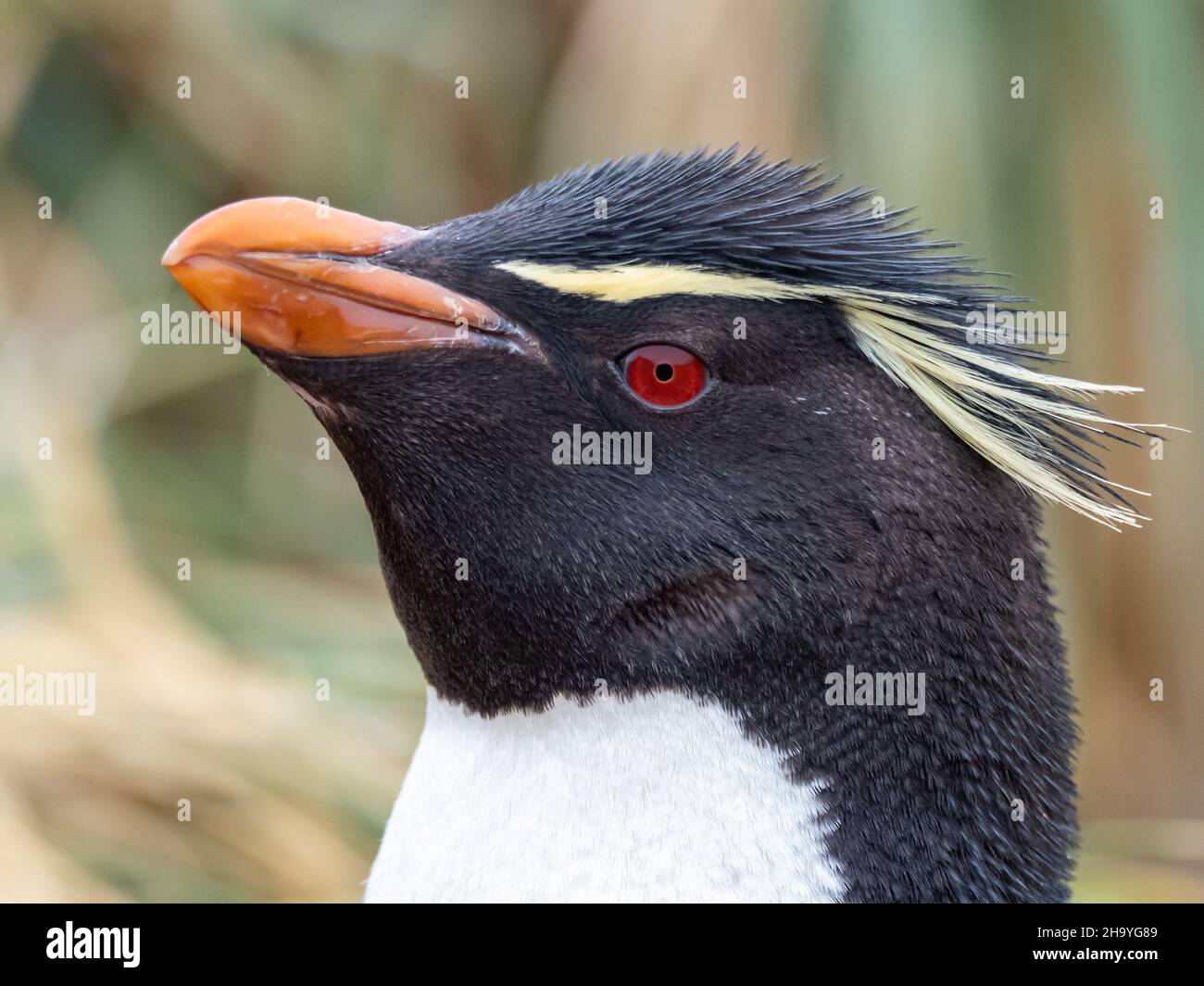 Südlicher Rockhopper Pinguin, Eudyptes chrysocome, Nisting auf New Island, Falkland Islands Stockfoto