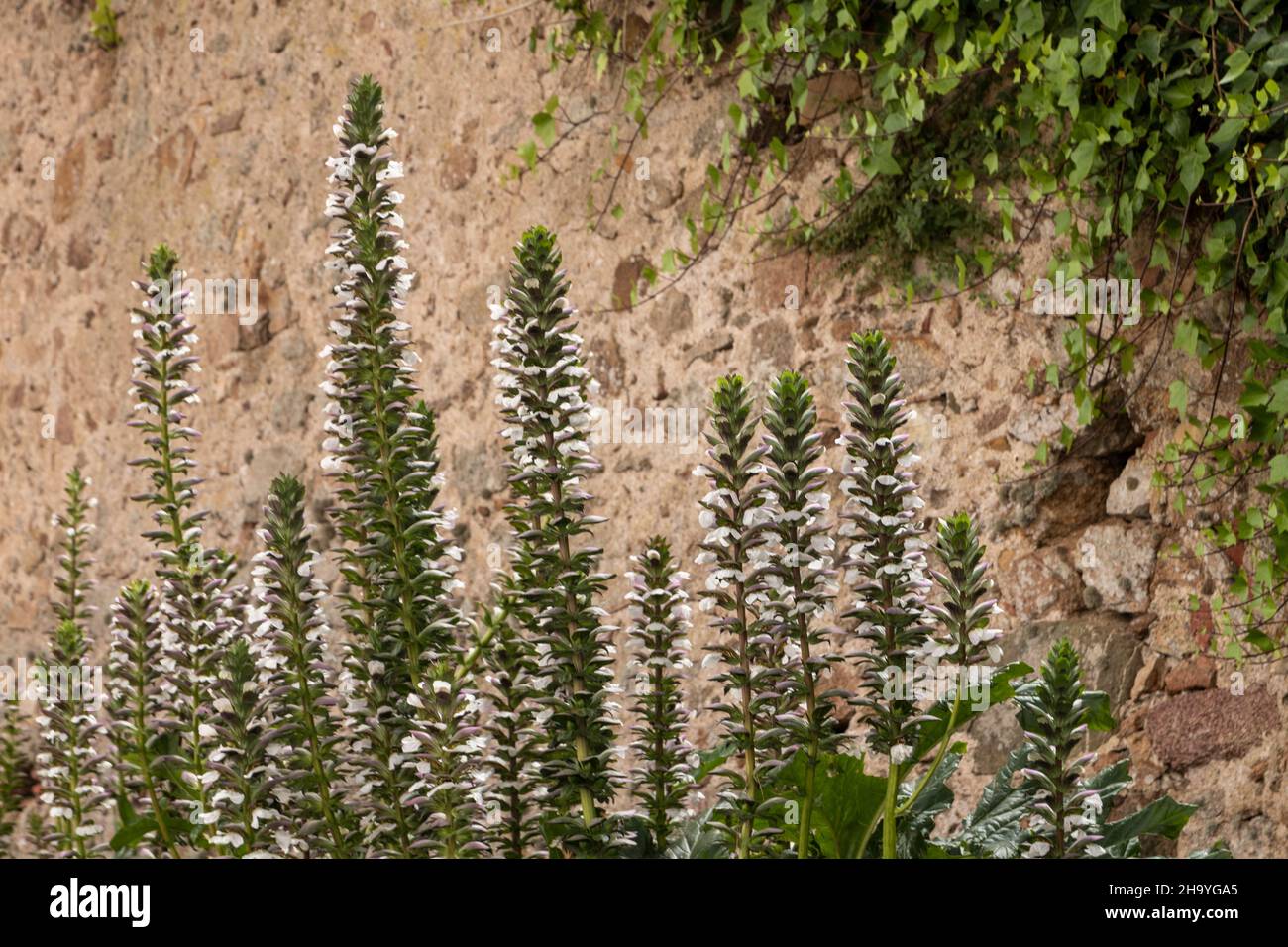 Längliche Pflanze mit kleinen weißen Blüten vor einer Steinmauer Stockfoto