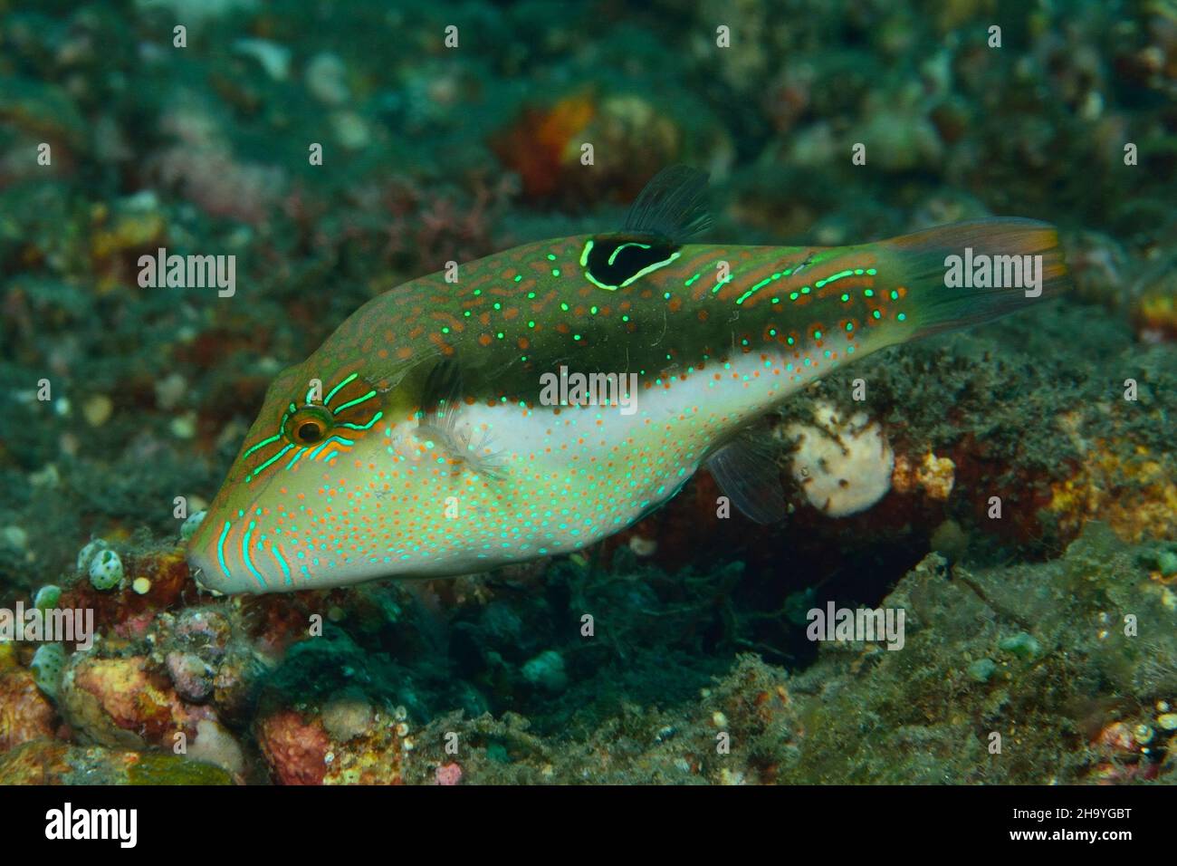 Benetts Spitzkopfkugelfisch, Bennett's Sharpnose Kugelfisch, Bennett's toby, Canthigaster bennetti, Tulamben, Bali Stockfoto