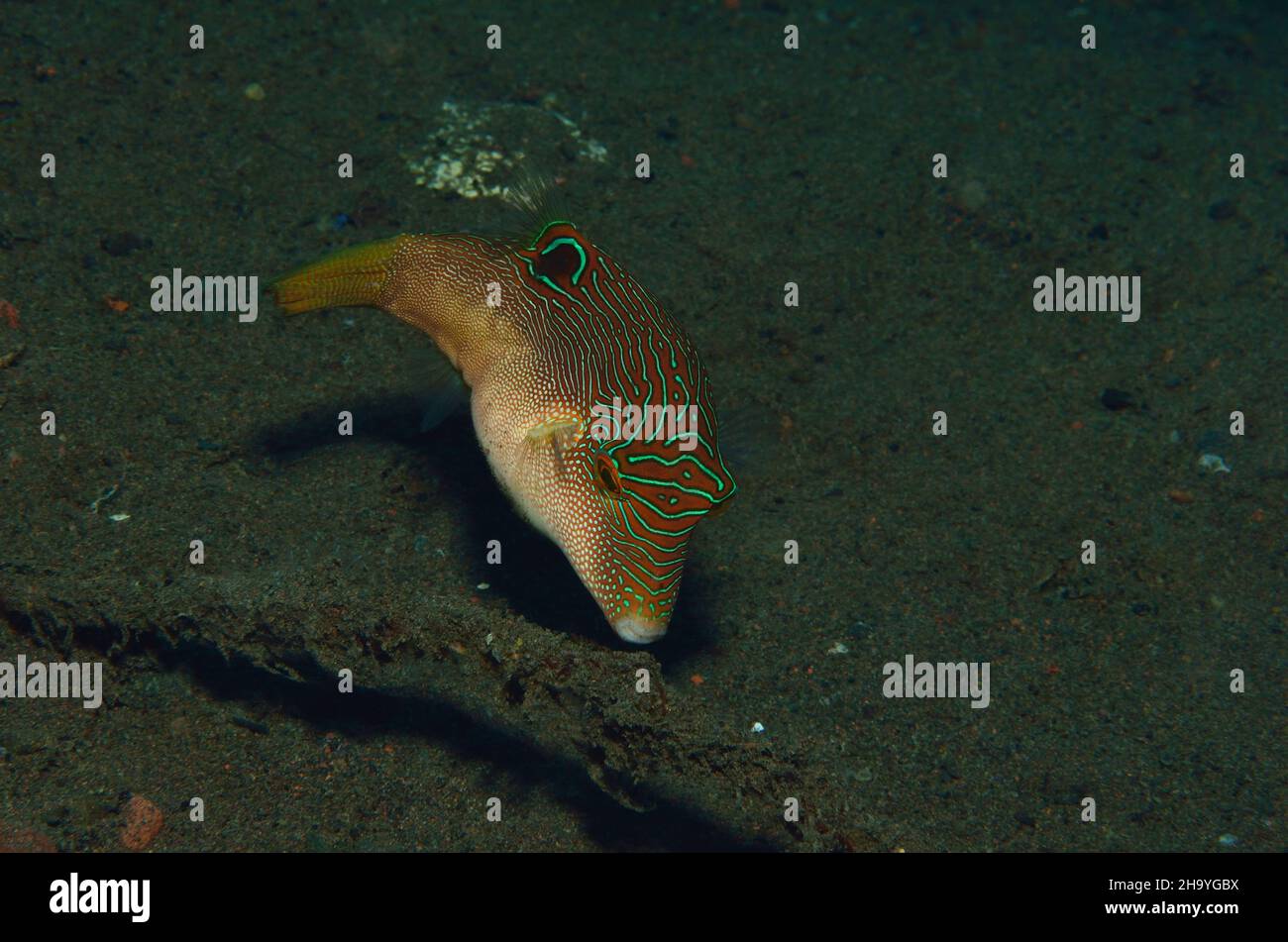 Labyrinth-Spitzkopfkugelfisch, feinfleckiger Spitznasenpuffer, Compressed toby, Canthigaster compressa, Tulamben, Bali Stockfoto