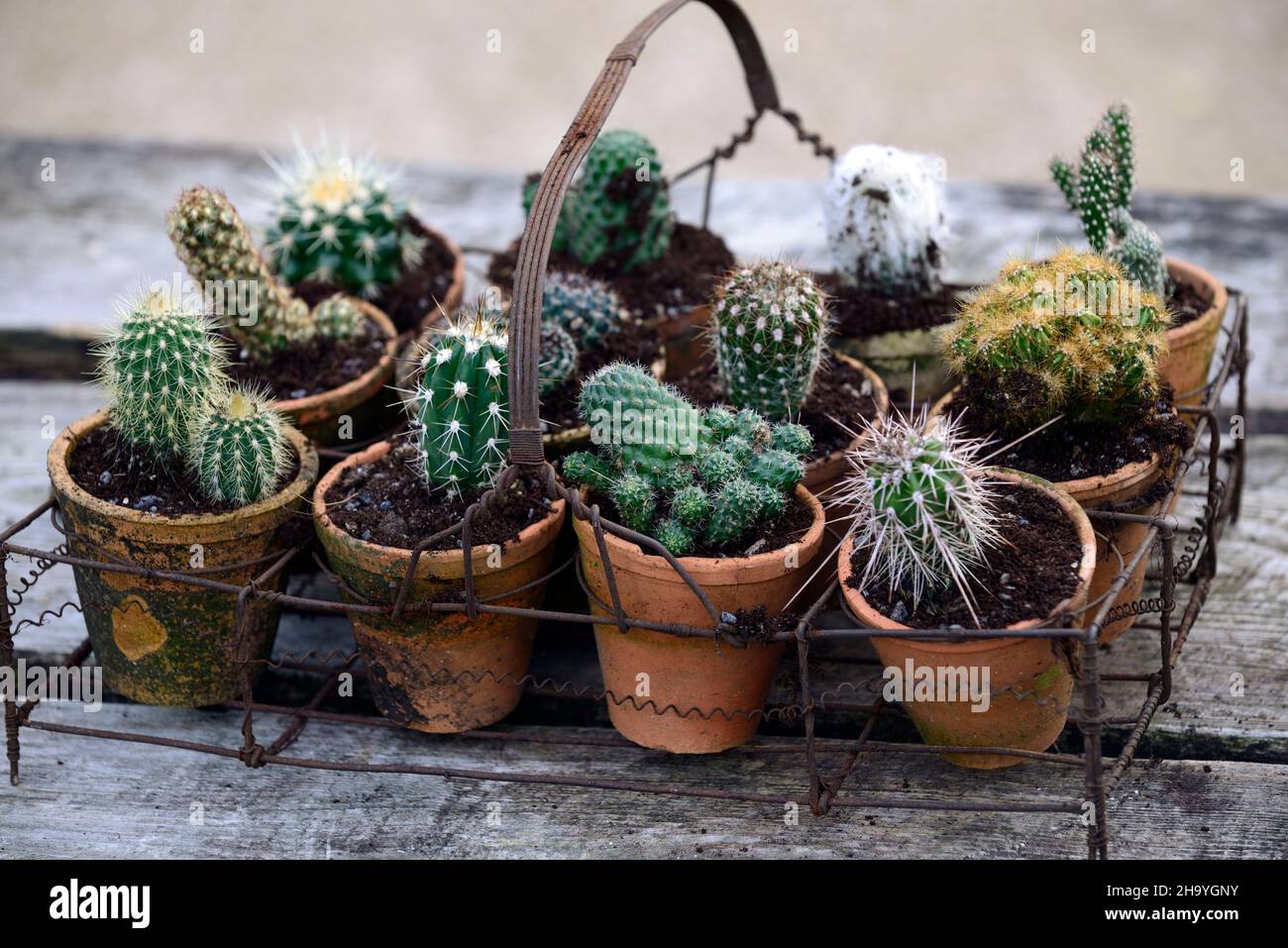 Kakteen, Kakteen, Kakteen-Displays, Kakteen-Displays, ungewöhnliche Displays, kleiner Topf, kleine Töpfe, Garten, Sukkulenten, Sukkulenten, Kakteen in Töpfen, Kakteen in Töpfen, Töpfe; RM Flo Stockfoto