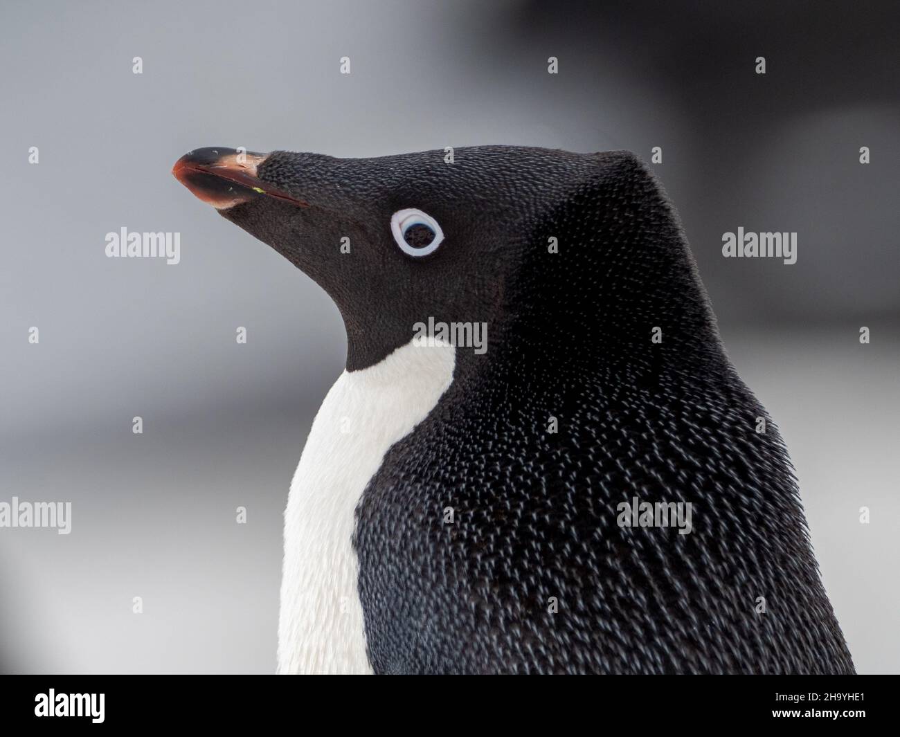 Adelie Penguin, Pygoscelis adeliae, brütet bei Brown Bluff auf der Antarktischen Halbinsel, Antarktis Stockfoto