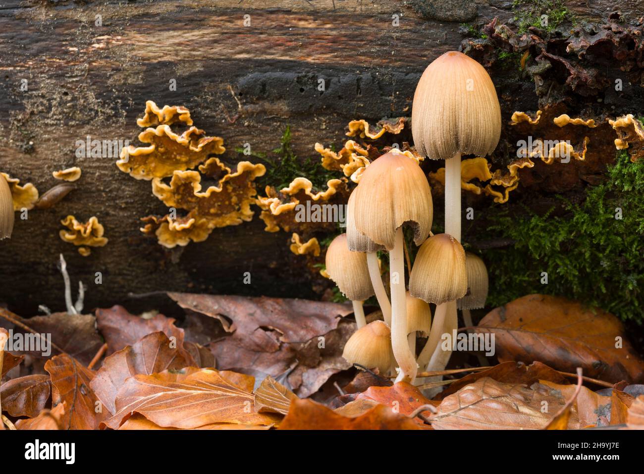 Eine Gruppe von glitzernden Inkcap-Pilzen (Coprinellus micaceus) auf dem Boden eines Laubwaldes bei Goblin Combe, North Somerset, England. Stockfoto