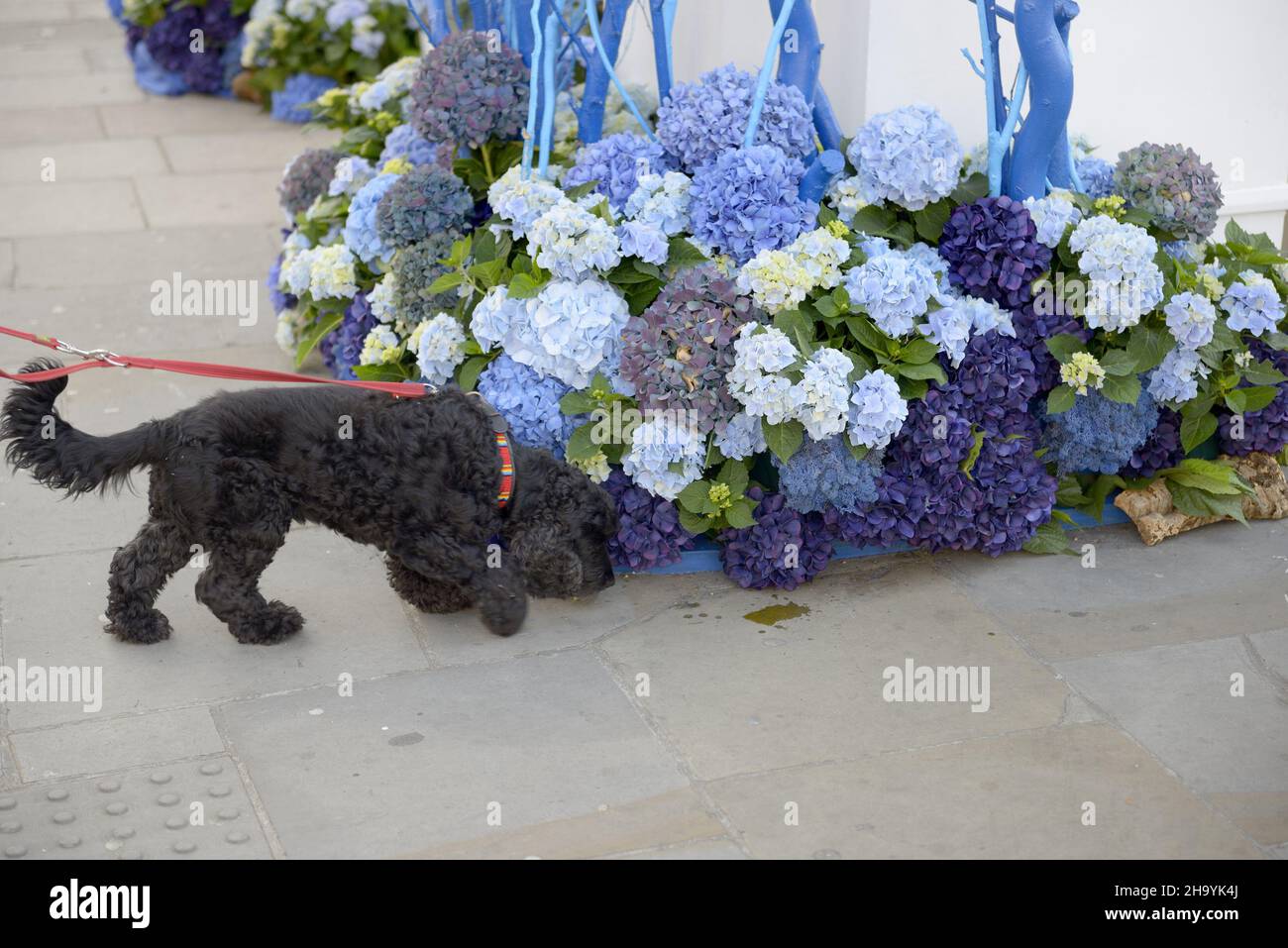 Ein Hund schnuppert während der jährlichen Blumenkunstausstellung in Chelsea in Bloom in der Kings Road eine Blumenschau und eine Blumendusche in den Geschäften und Straßen von Chelsea Stockfoto