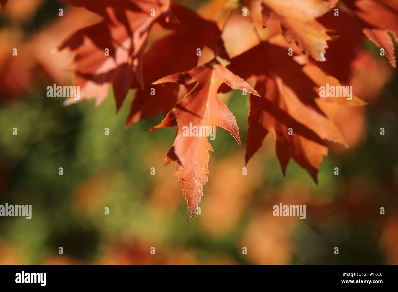 Sorbus torminalis, Wild Service Tree, Rosaceae. Wilde Pflanze, im Herbst geschossen. Stockfoto