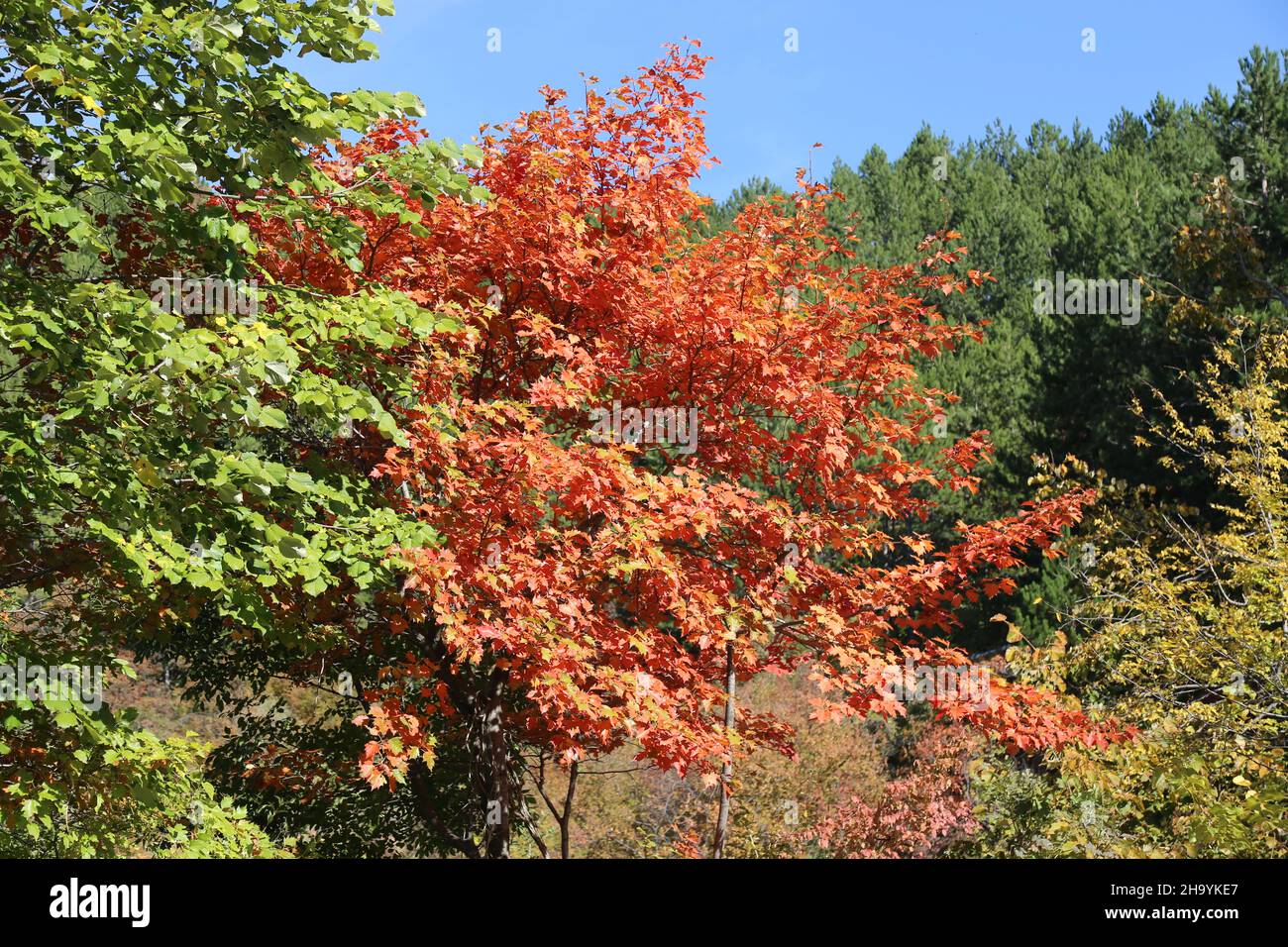 Sorbus torminalis, Wild Service Tree, Rosaceae. Wilde Pflanze, im Herbst geschossen. Stockfoto