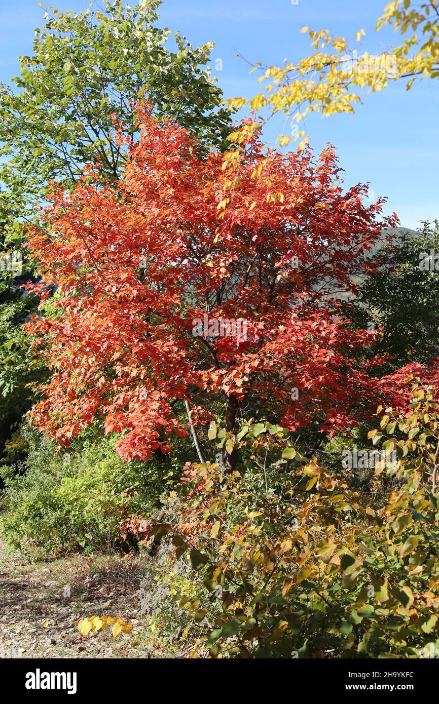 Sorbus torminalis, Wild Service Tree, Rosaceae. Wilde Pflanze, im Herbst geschossen. Stockfoto