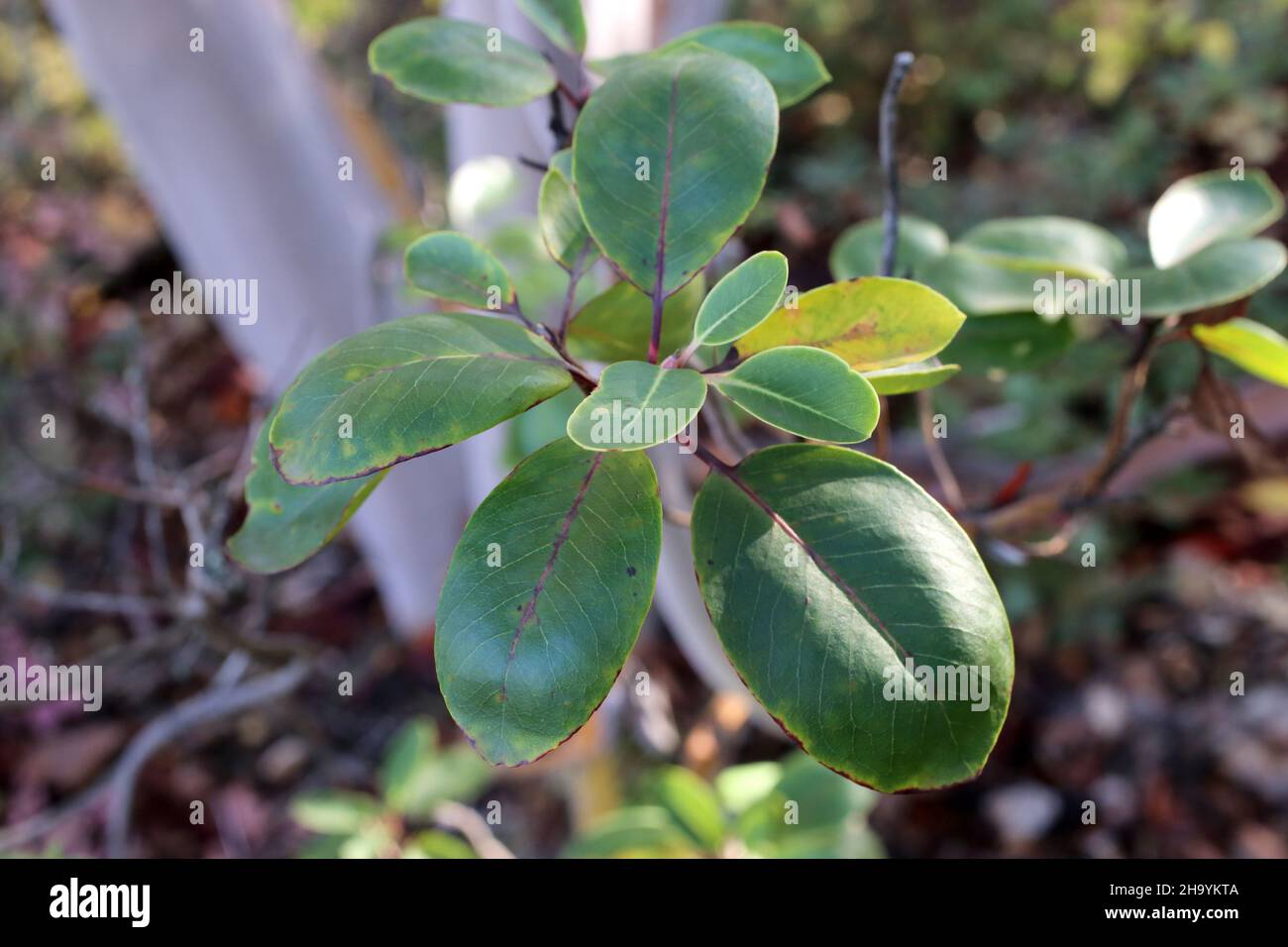 Arbutus andrachne, zypriotischer Waldbeerbaum, Ericaceae. Wilde Pflanze, im Herbst geschossen. Stockfoto