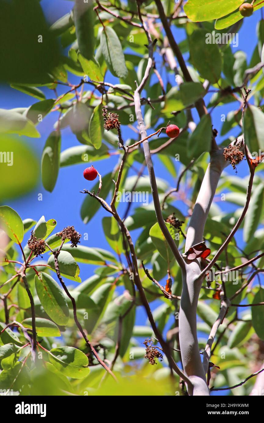 Arbutus andrachne, zypriotischer Waldbeerbaum, Ericaceae. Wilde Pflanze, im Herbst geschossen. Stockfoto