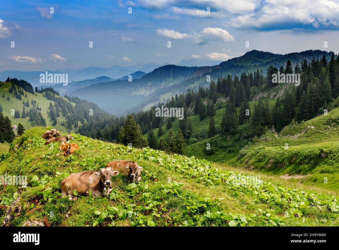 Kühe ruhen auf einer Alp am Hochgrat, einem Gipfel in den alpen bei Oberstaufen im Allgäu, Bayern, Deutschland. Stockfoto