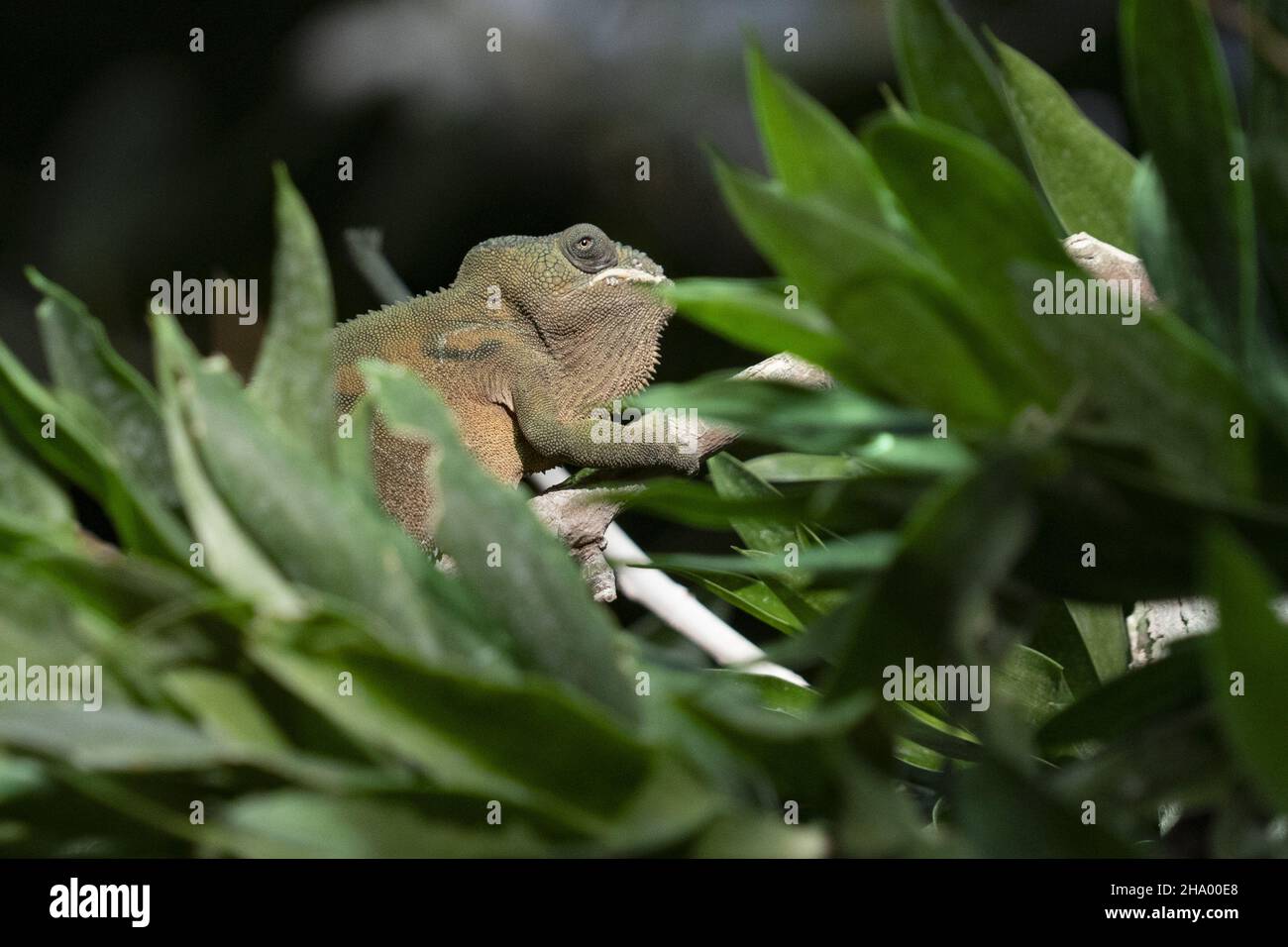 Panther Chamaleon auf einem Baumporträt Stockfoto