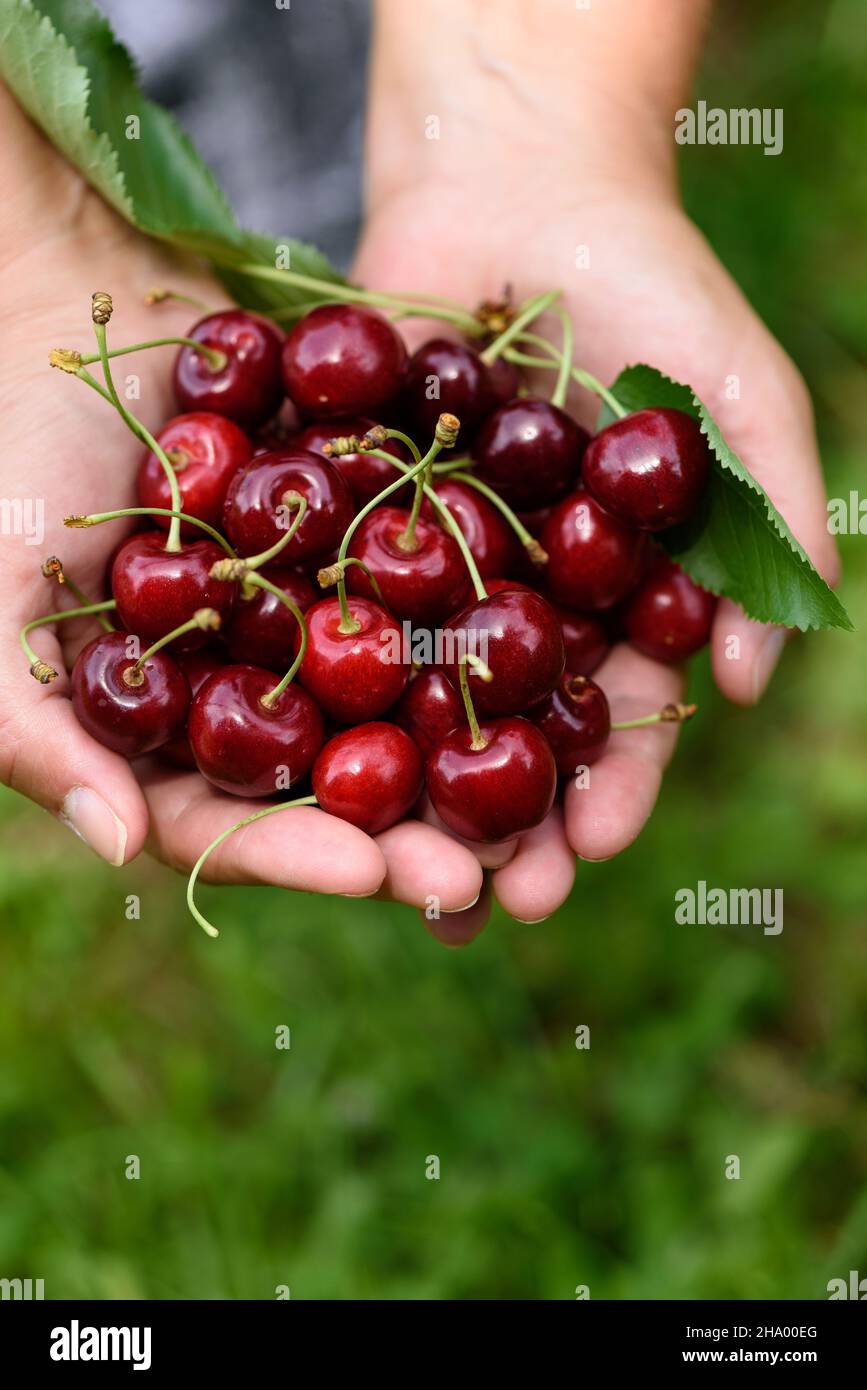Frauenhände, die frisch gepflückte Kirschen halten Stockfoto