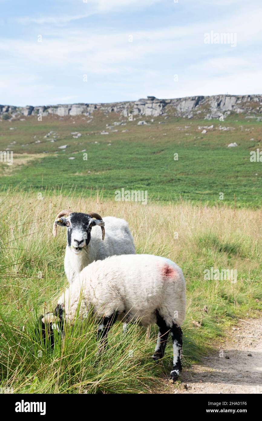 Zwei gehörnte Schafe grasen auf langem Gras neben einem Moorpfad, der Stanage Edge, einen langen Felsrand oder eine Felswand im Peak District, U, führt Stockfoto