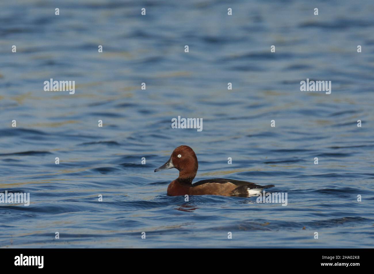 Eisenhaltige Ente oder eisenhaltige Pochard (Aythya nyroca) in Kheda, Gujarat, Indien Stockfoto
