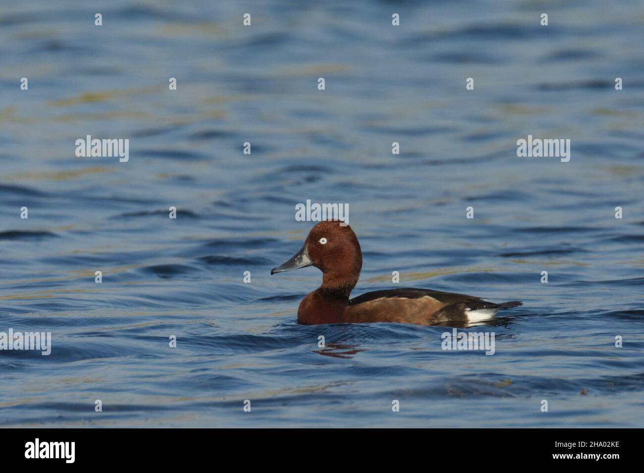 Eisenhaltige Ente oder eisenhaltige Pochard (Aythya nyroca) in Kheda, Gujarat, Indien Stockfoto
