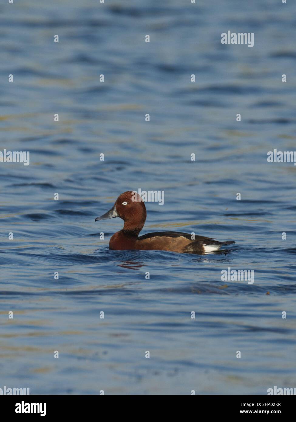 Eisenhaltige Ente oder eisenhaltige Pochard (Aythya nyroca) in Kheda, Gujarat, Indien Stockfoto
