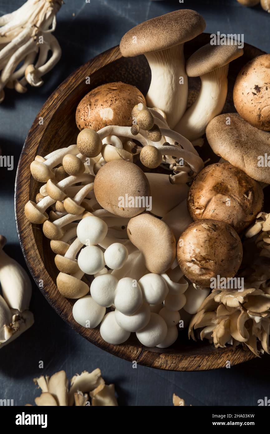 Rohpilze aus biologischem Anbau mit Trompetenchampignon und Auster Stockfoto