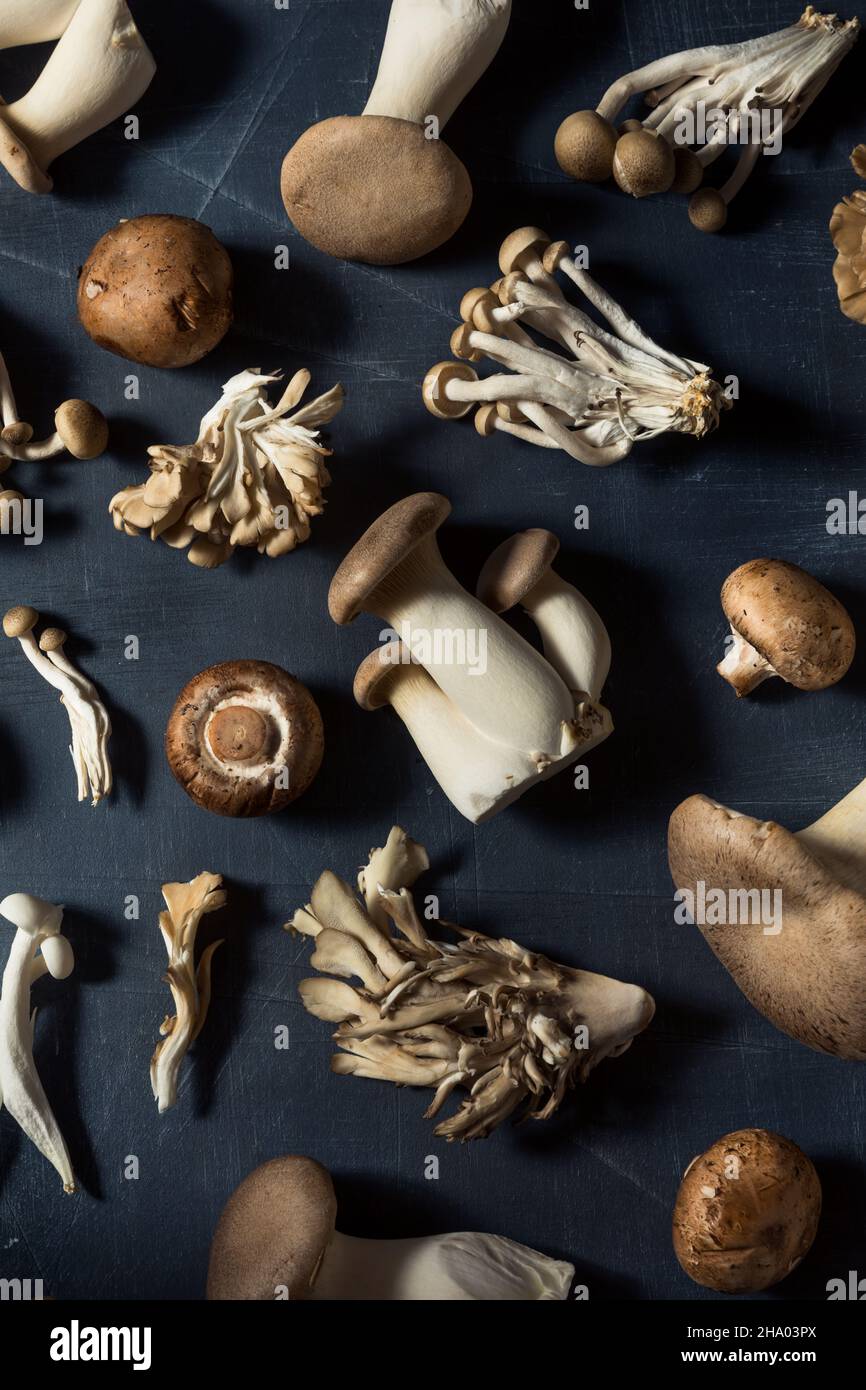 Rohpilze aus biologischem Anbau mit Trompetenchampignon und Auster Stockfoto