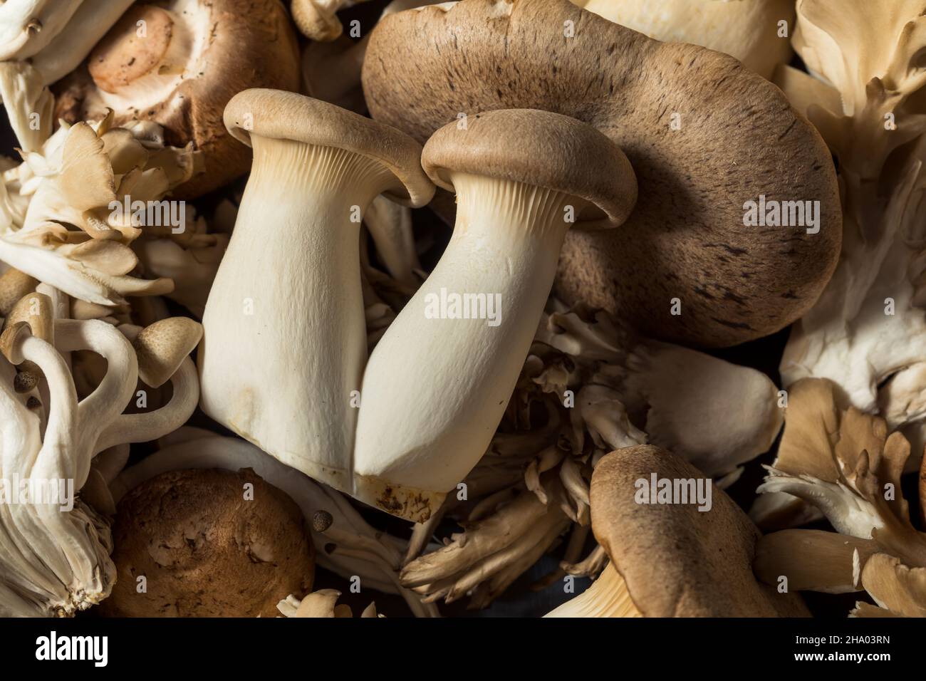 Rohpilze aus biologischem Anbau mit Trompetenchampignon und Auster Stockfoto