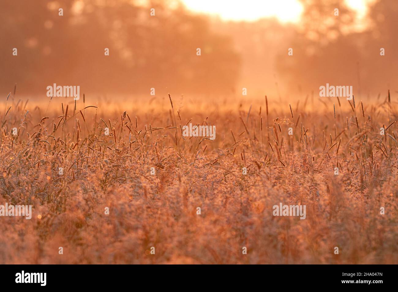 Grasland im warmen Frühsommer Morgenlicht, natürlicher Hintergrund Stockfoto