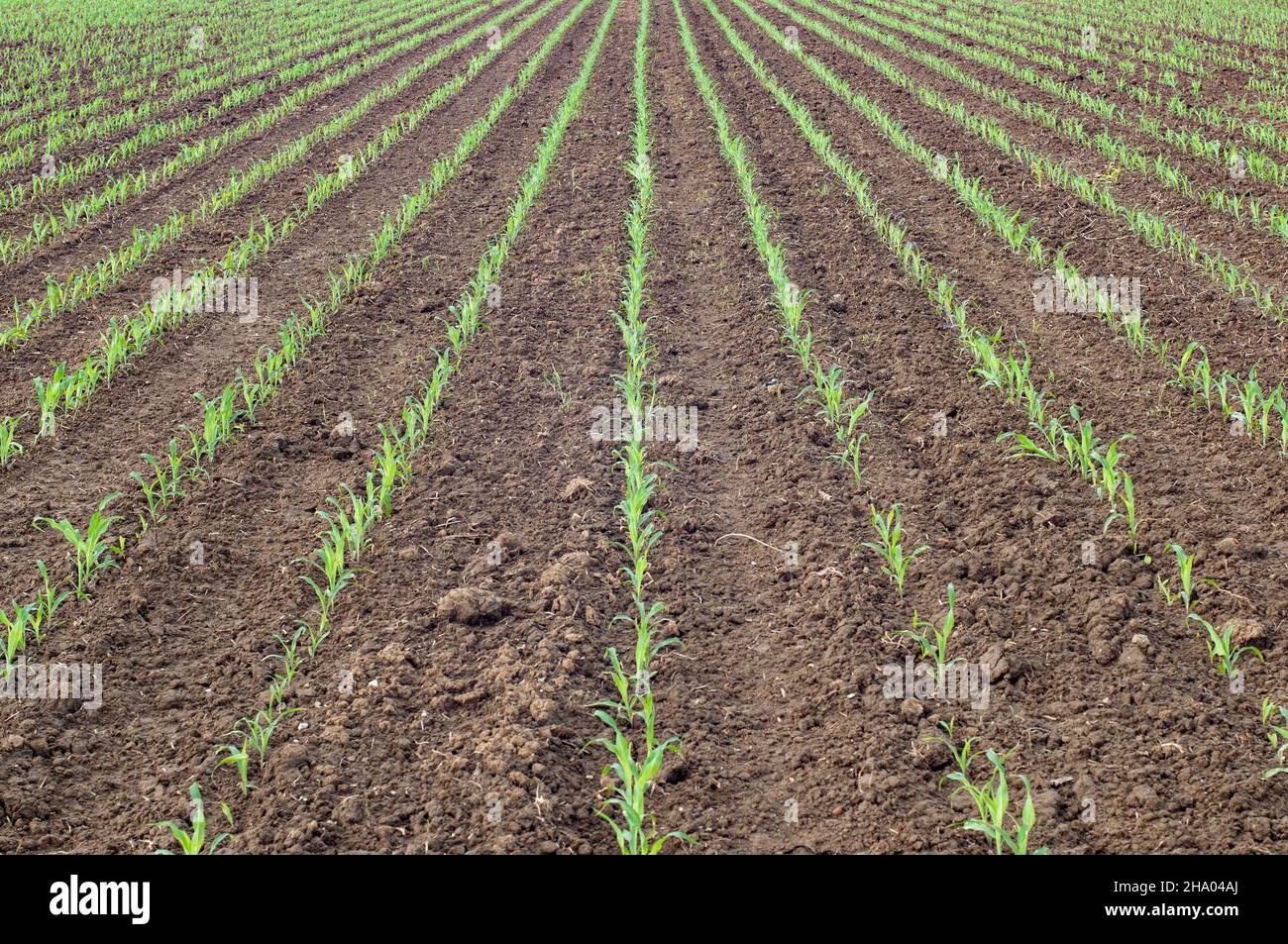 Junge Maispflanzen wachsen in Reihe auf einem Feld Stockfoto