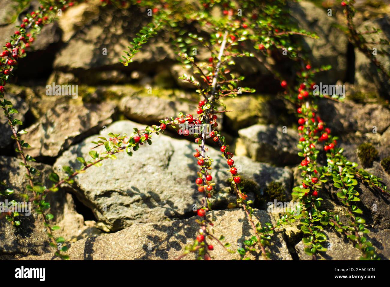 Zweige mit roten Beeren auf Steinfelsen. Cotoneaster. Bearberry. Stockfoto