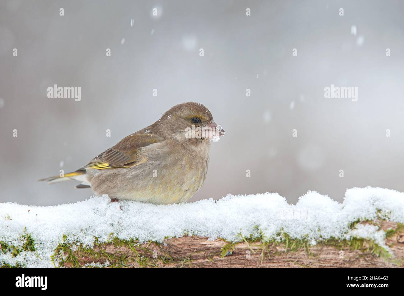 Greenfinch, der während des Schneefalls auf einem verschneiten Ast steht Stockfoto