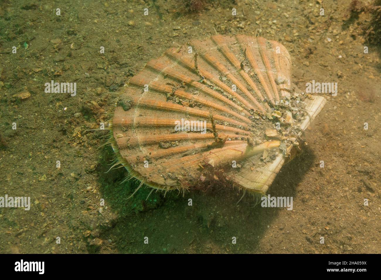 Great Scallop, Martins Haven, Skomer Marine Conservation Zone, Pembrokeshire, Großbritannien Stockfoto