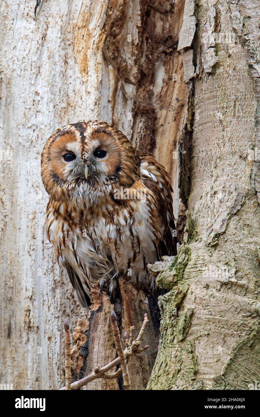 Waldkauz / Brauneule (Strix aluco), die aus dem Nest in hohlen Bäumen auftaucht und im Winter Tarnfarben zeigt Stockfoto