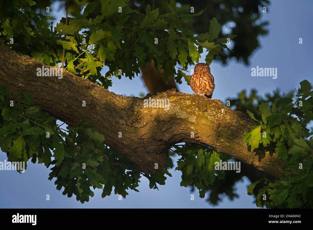 Die kleine Eule (Athene noctua) thront in Eichenholz und sitzt in der Abenddämmerung im Sommer auf einem dicken Ast Stockfoto