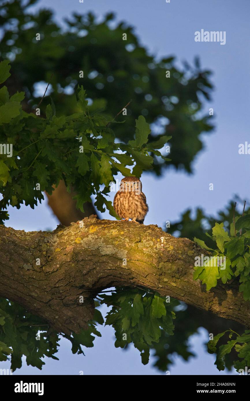 Die kleine Eule (Athene noctua) thront in Eichenholz und sitzt in der Abenddämmerung im Sommer auf einem dicken Ast Stockfoto
