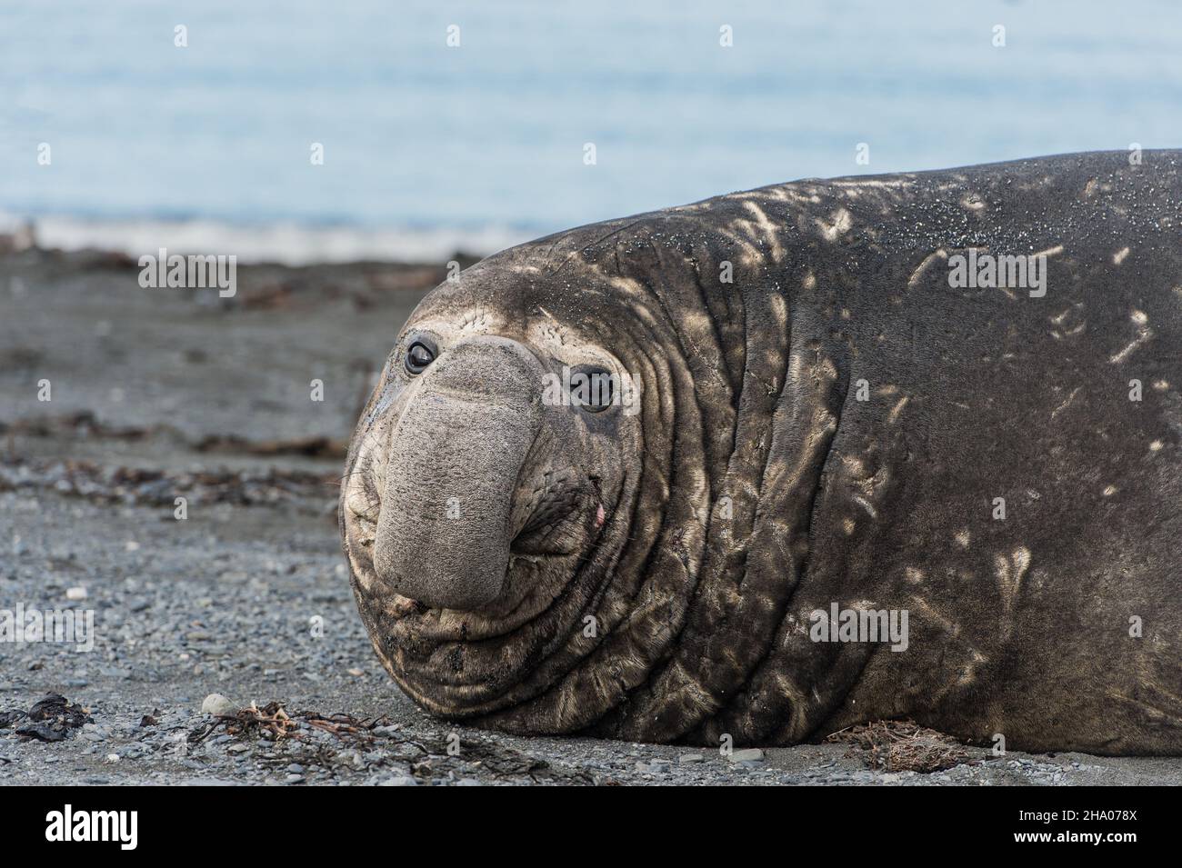 Elefantenseral am Rand des Wassers rechts von Whale Bay, Südgeorgien Stockfoto