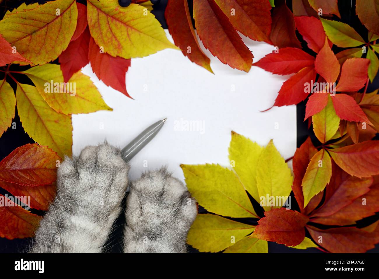 Herbstrahmen. Die Katze machte sich bereit, einen Brief zu schreiben. Weißes Blatt blank, herbstlich helle Blätter. Ein Stift unter den Pfoten der Katze. Stockfoto