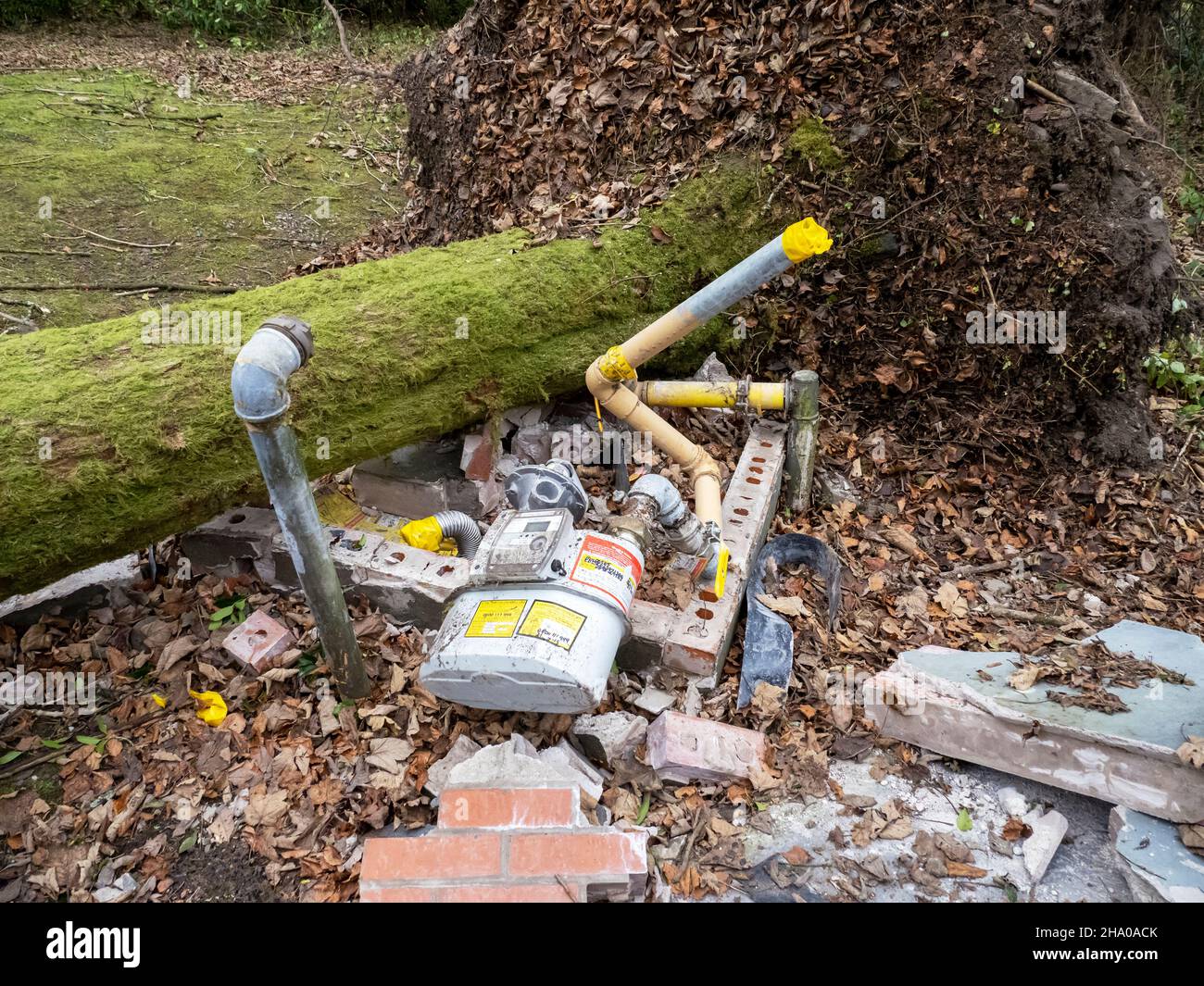 Ein Baum in Ambleside wurde von Storm Arwen, einem extrem mächtigen Sturm, über eine Gasleitung gesprengt und zerstört, der enorme Schäden und Verluste an Menschenleben verursachte. Stockfoto