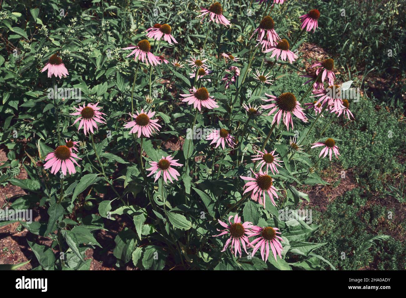 Gesunde Echinacea blüht im Apothekergarten. Blühende Koneblümchen Heilpflanze. Kräutermedizin. Stockfoto