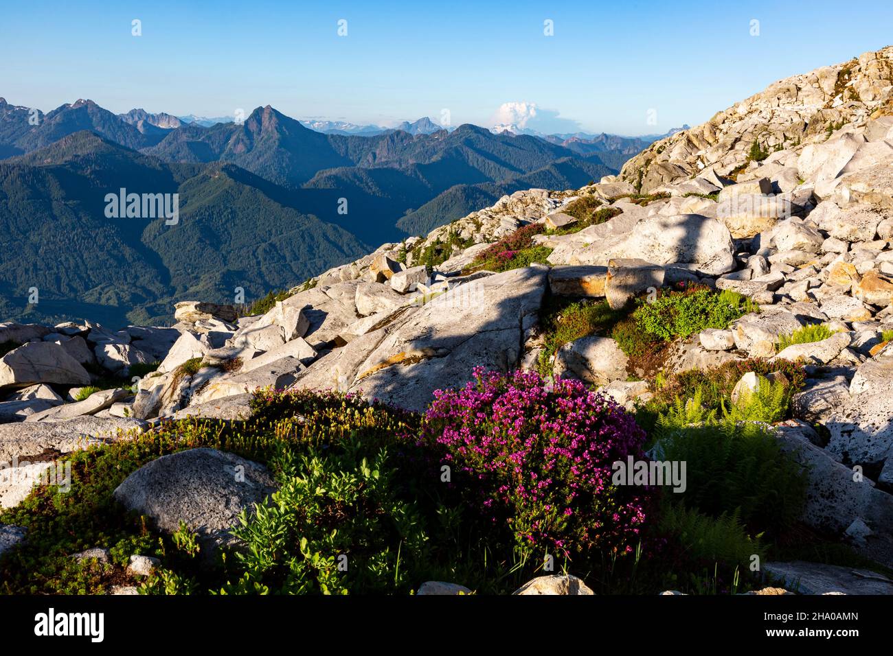 WA19855-00...WASHINGTON - Rosa Heidekraut blüht auf den felsigen Hängen des Mount Pilchuck mit Blick auf die North Cascades dahinter. Stockfoto