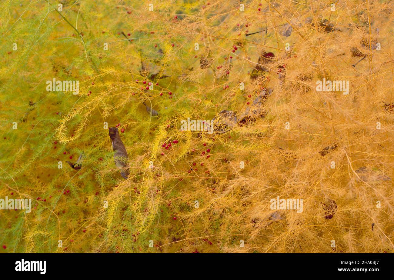 Spargelpflanze. Spätherbst. Grüne und gelbe Töne. Rote Früchte. Hintergrundtextur. Stockfoto