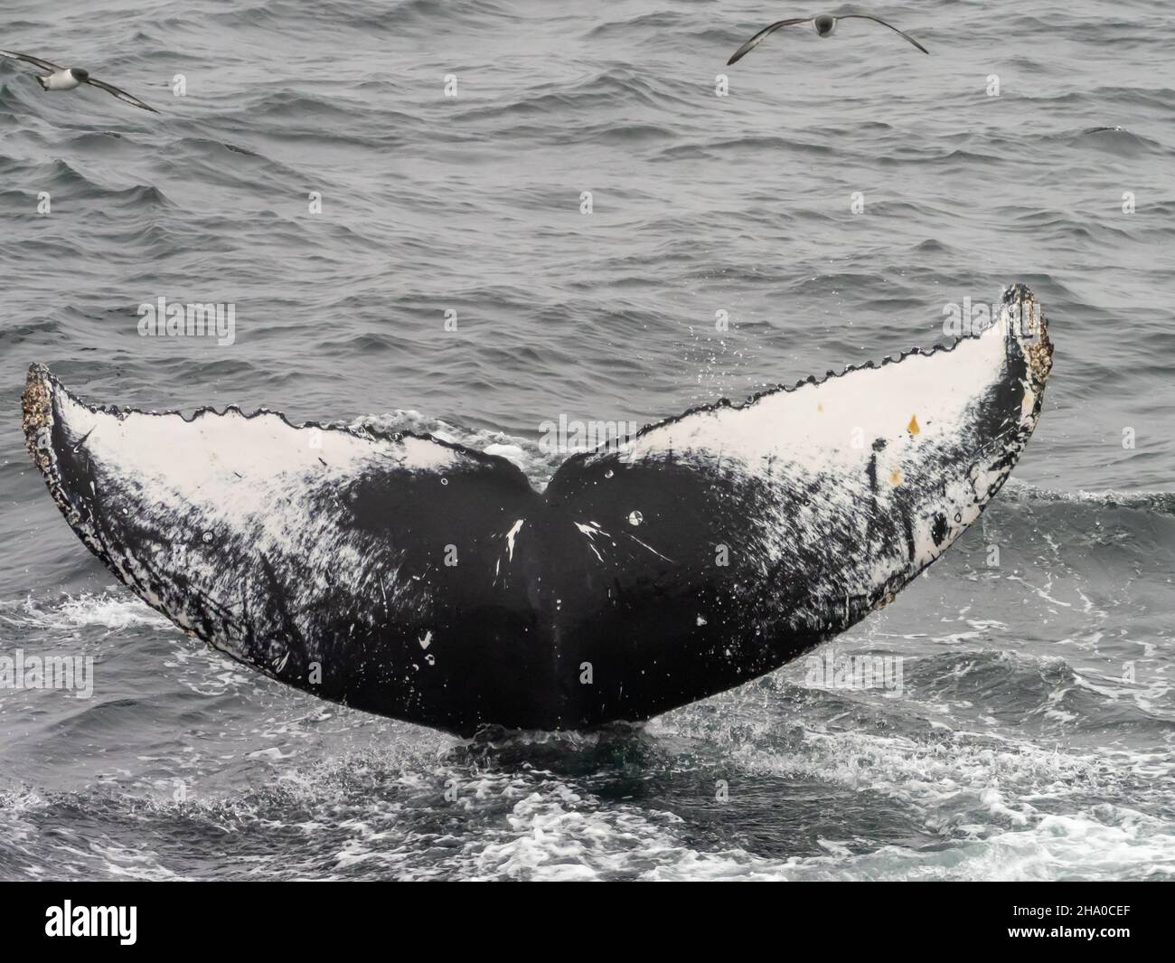 Ein Fressrausch von Buckelwalen, Megaptera novaeangliae, die sich auf Krill vor der südlichen Orkney-Insel in der Antarktis ernähren Stockfoto