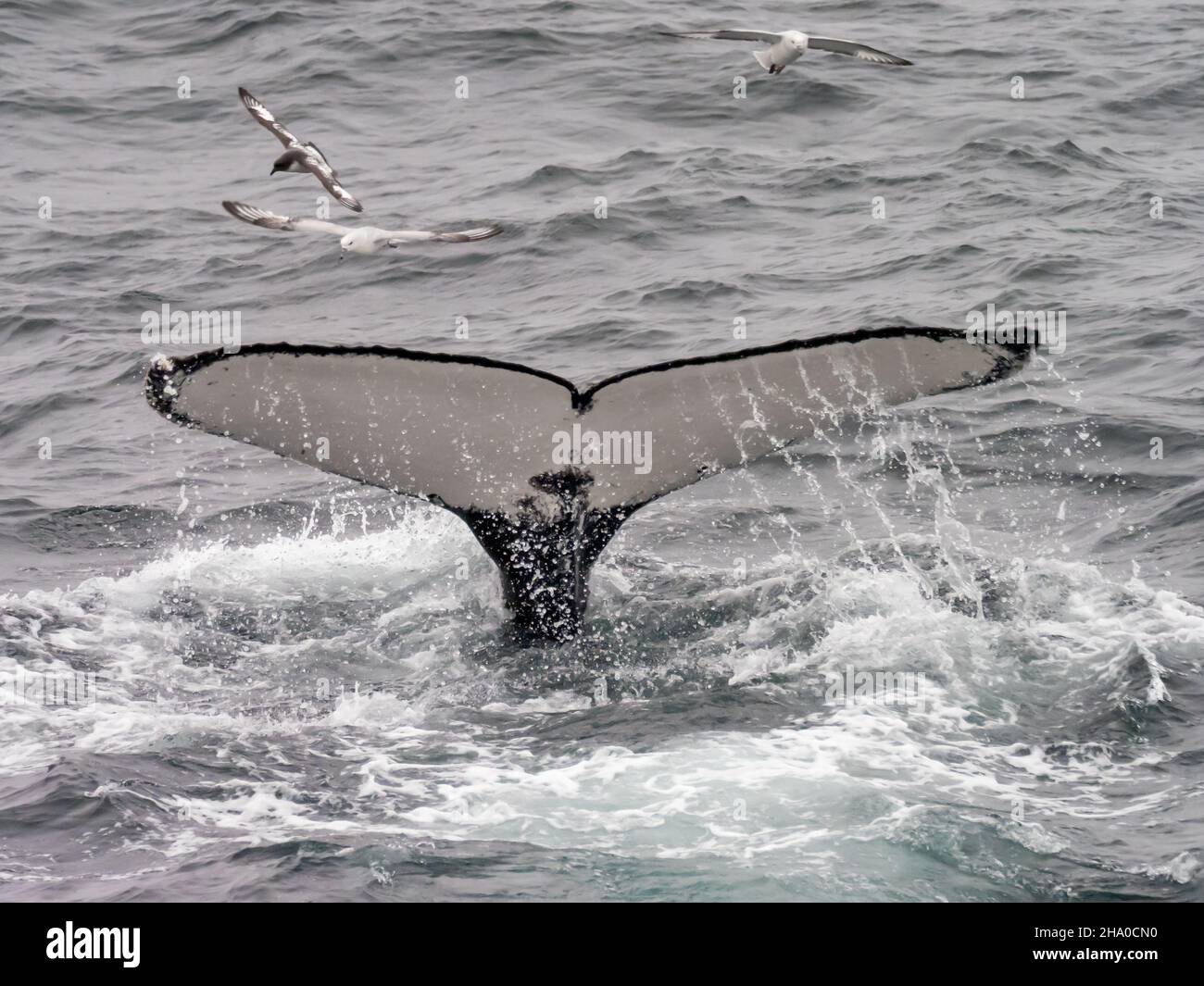 Ein Fressrausch von Buckelwalen, Megaptera novaeangliae, die sich auf Krill vor der südlichen Orkney-Insel in der Antarktis ernähren Stockfoto