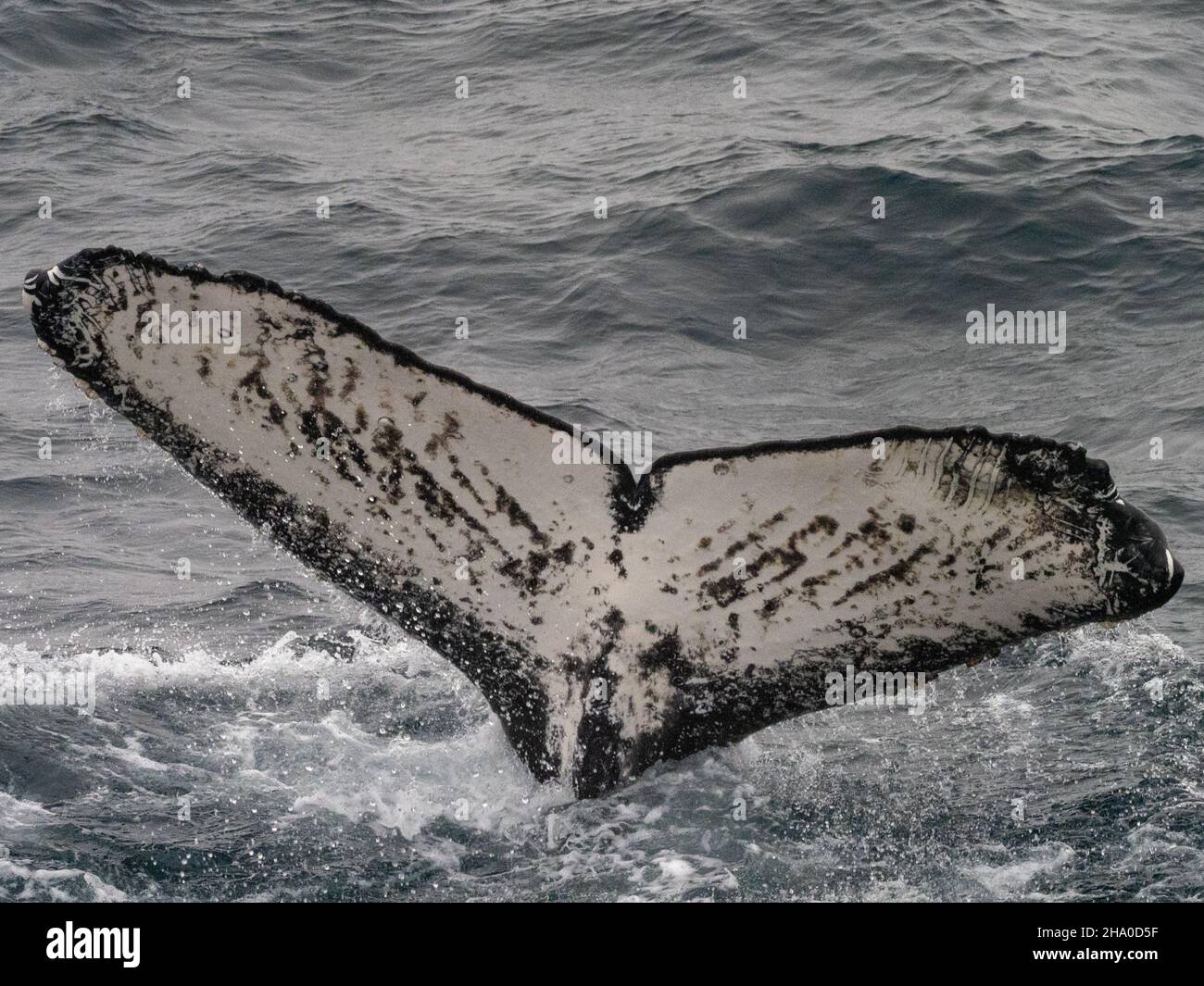 Ein Fressrausch von Buckelwalen, Megaptera novaeangliae, die sich auf Krill vor der südlichen Orkney-Insel in der Antarktis ernähren Stockfoto