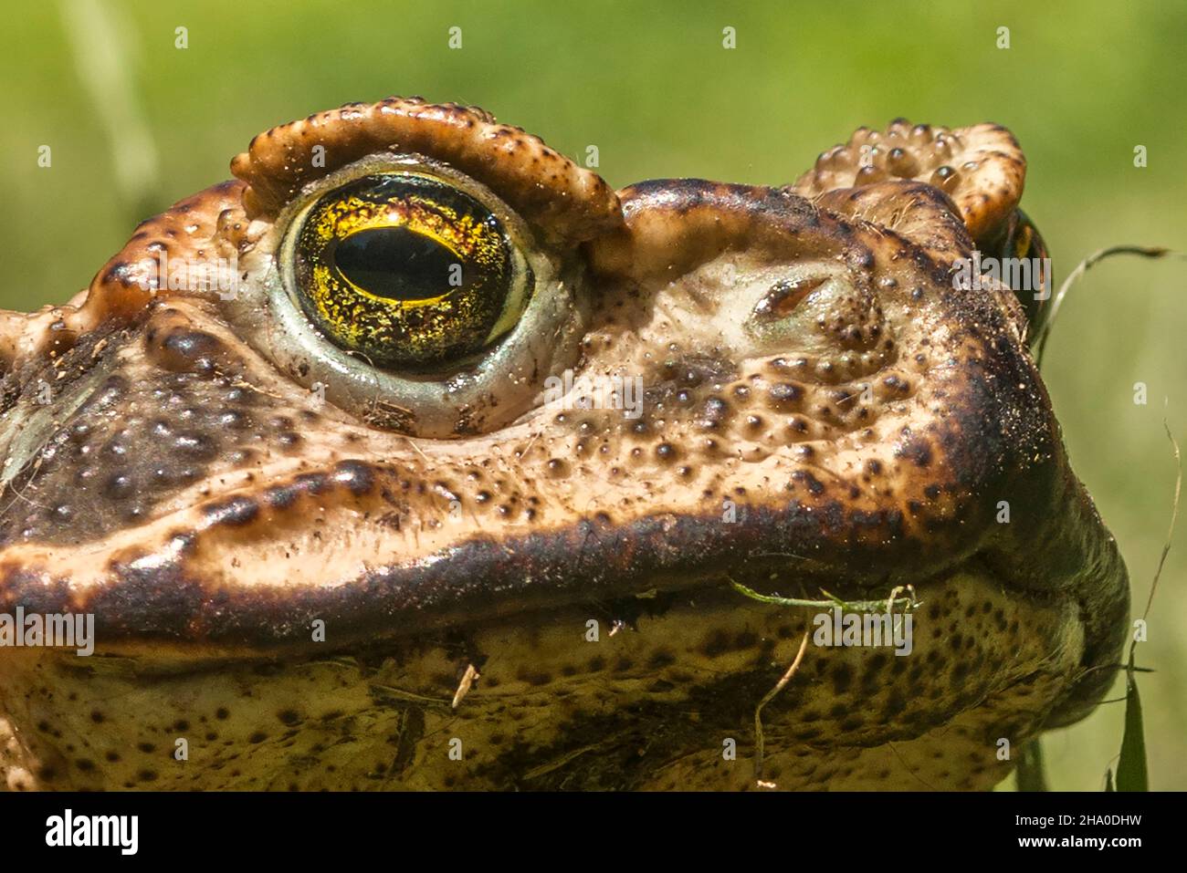 Porträt einer Kröte, wo Sie das Gesicht aus nächster Nähe, das Auge und den Mund sehen können. Der unscharfe Hintergrund ist außen grün Stockfoto