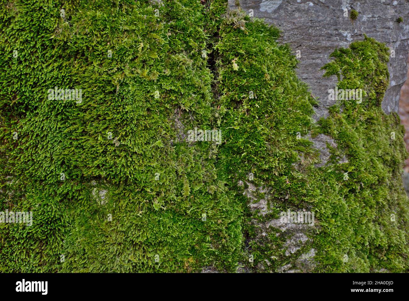 Grünes Moos auf einem Buchenstamm. Herbstwald. Nahaufnahme. Hintergrundtextur. Stockfoto