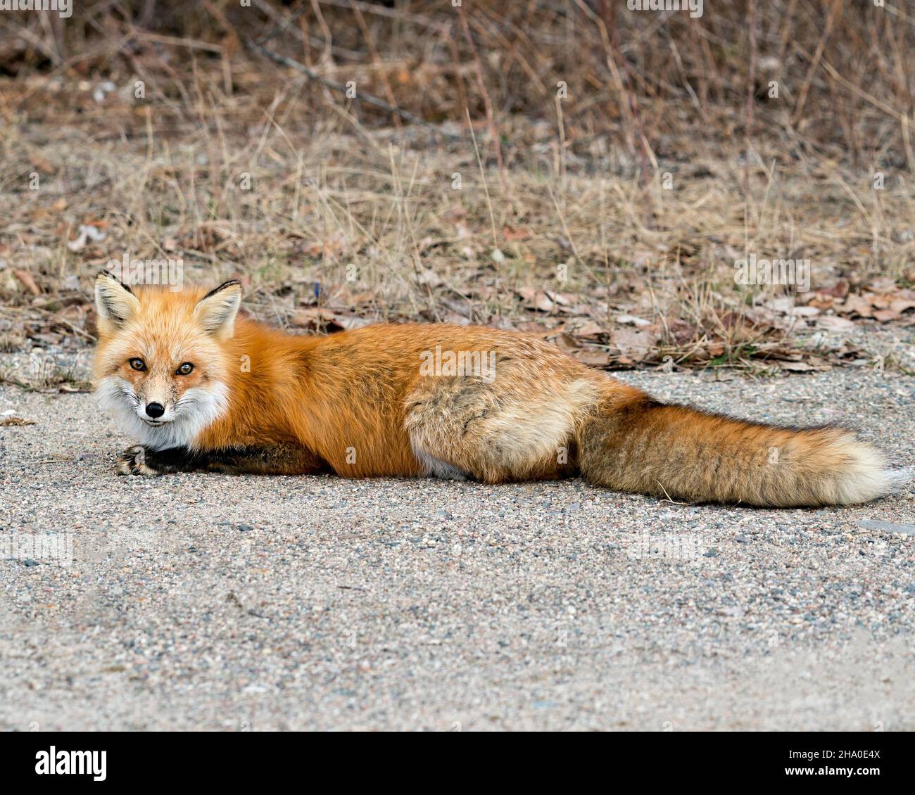 Rotfuchs Nahaufnahme-Profilansicht, die sich in der Frühjahrssaison ausruhen und die Kamera betrachten lässt, mit unscharfem Hintergrund in ihrer Umgebung und ihrem Lebensraum. Fox-Bild. Pict Stockfoto Rotfuchs Nahaufnahme-Profilansicht, die sich in der Frühjahrssaison ausruhen und die Kamera betrachten lässt, mit unscharfem Hintergrund in ihrer Umgebung und ihrem Lebensraum. Fox-Bild. Pict Stockfoto