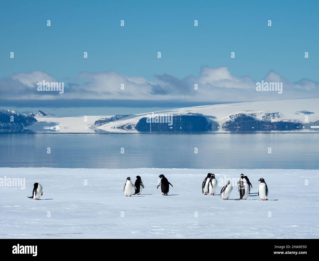 Adelie Penguin, Pygoscelis adeliae und Gentoo Penguin, Pygoscelis papua, auf dem schnellen Eis von Duse Bay, Weddellmeer, Antarktische Halbinsel, Antarktis Stockfoto